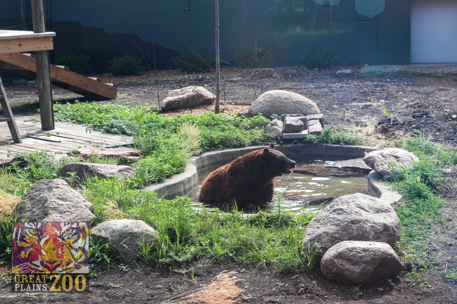 What to know about the new black bear exhibit at the zoo