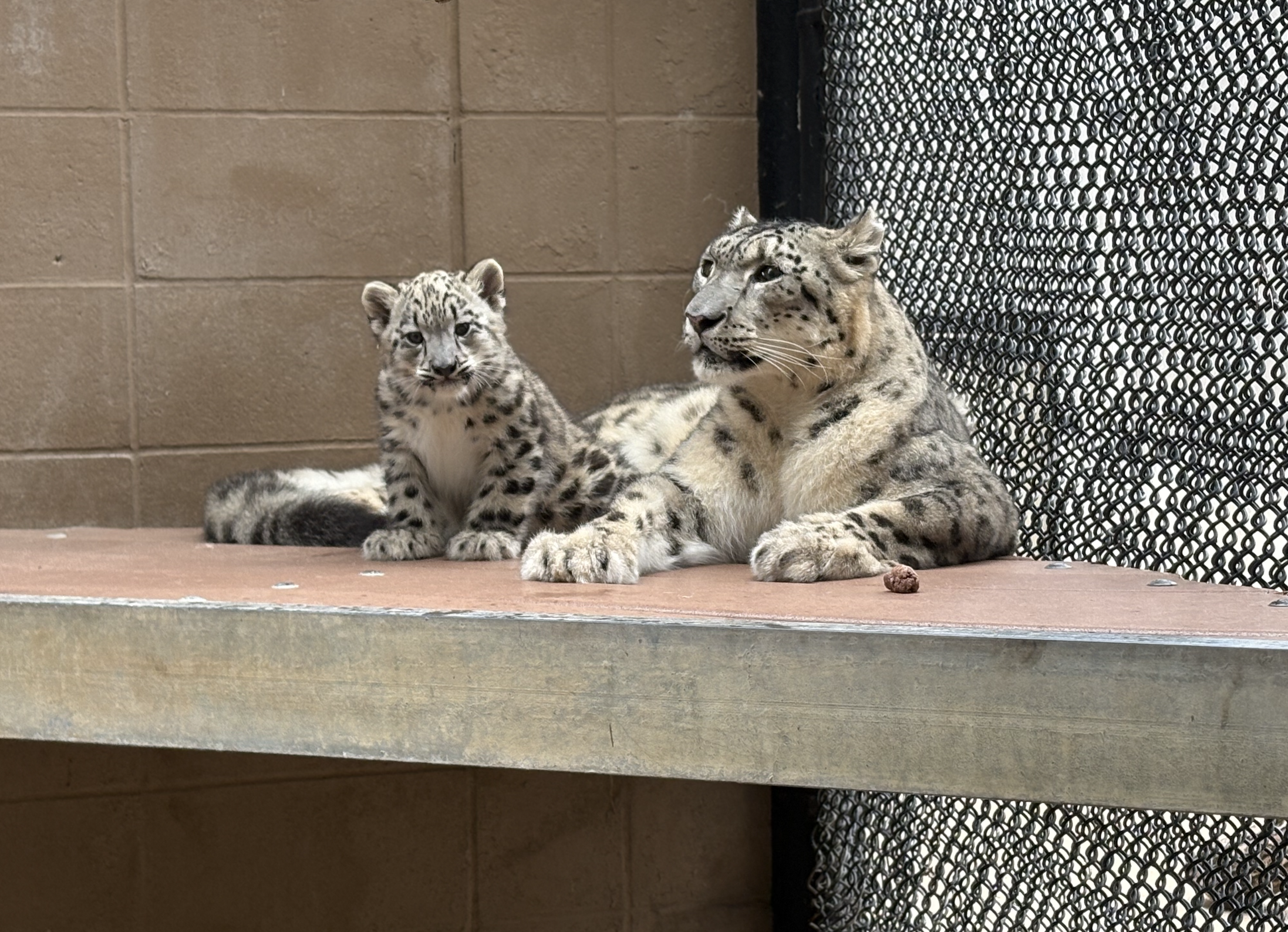 Behind the scenes: How the zoo prepared for a snow leopard cub