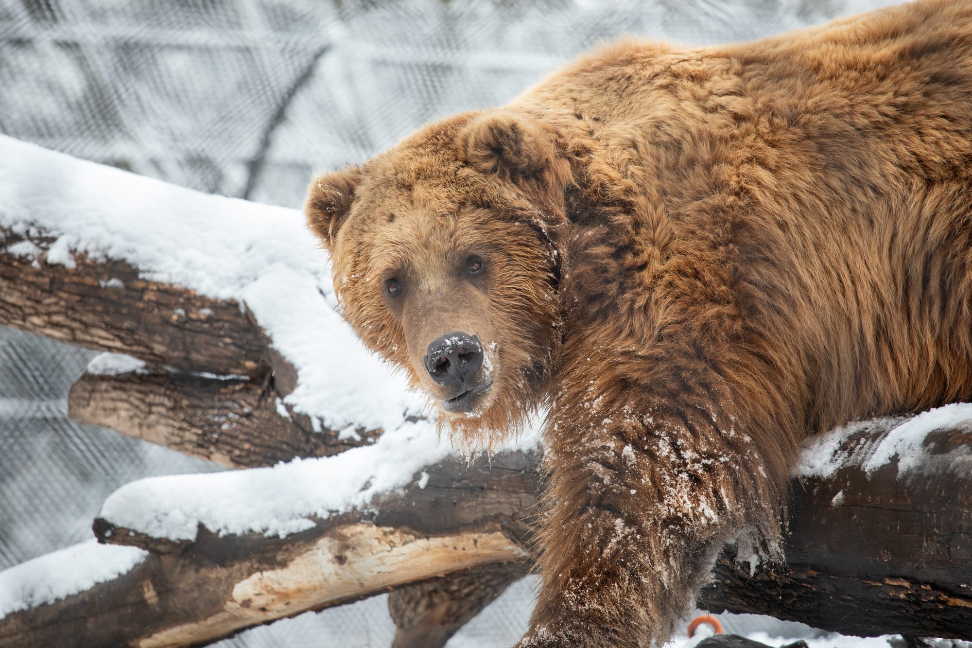 Celebrate bear birthdays and butterflies with this special discount