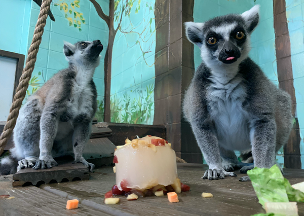 How zoo animals - and guests - are beating the heat for Zippity Zoo Day