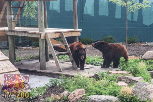 What to know about the new black bear exhibit at the zoo