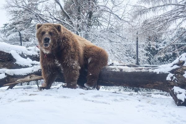 How to make the most of your zoo membership in the winter