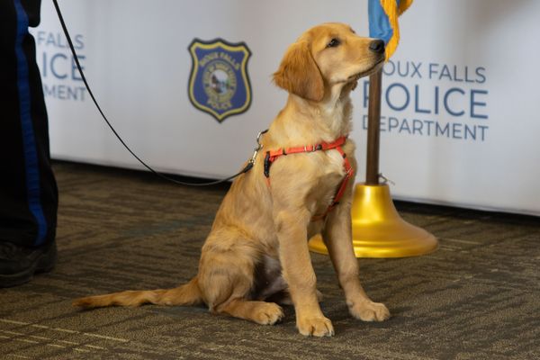 Meet Leo, the Sioux Falls Police Department's first therapy dog