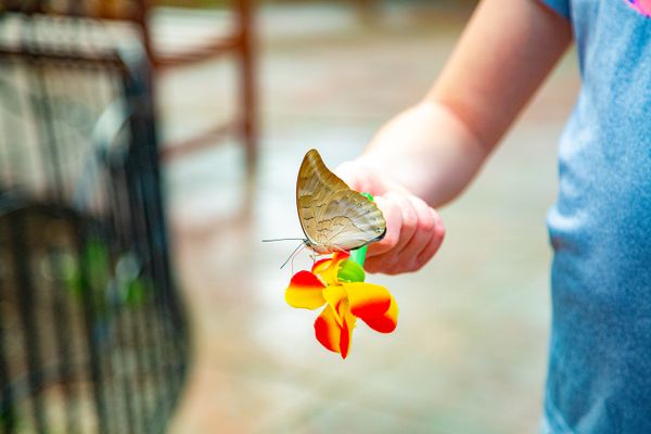 You probably didn't know this about the Butterfly House
