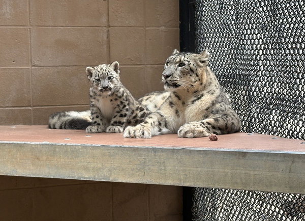 Behind the scenes: How the zoo prepared for a snow leopard cub