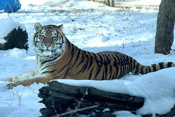 Super Simplified: Tigers, libraries and letters