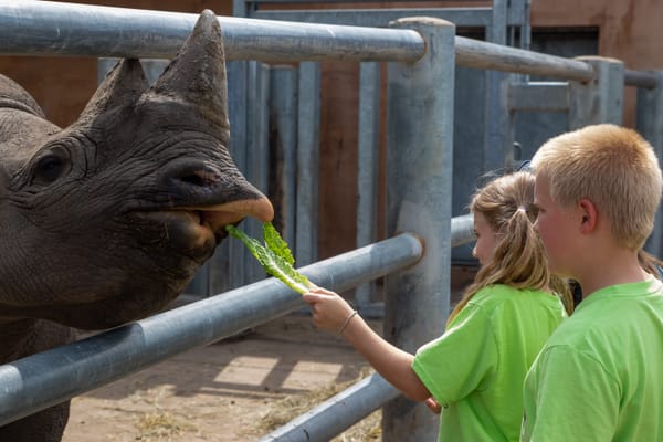 Super Simplified: 2050 plans and summer camp