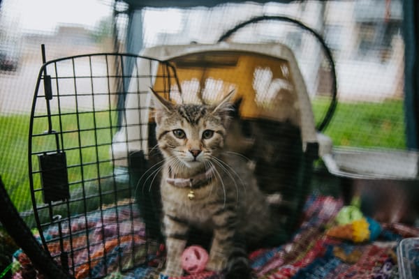 Cat people, this event is purrfect for you